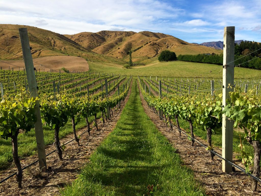 New Zealand Sauvignon Blanc vineyard with mountains in background