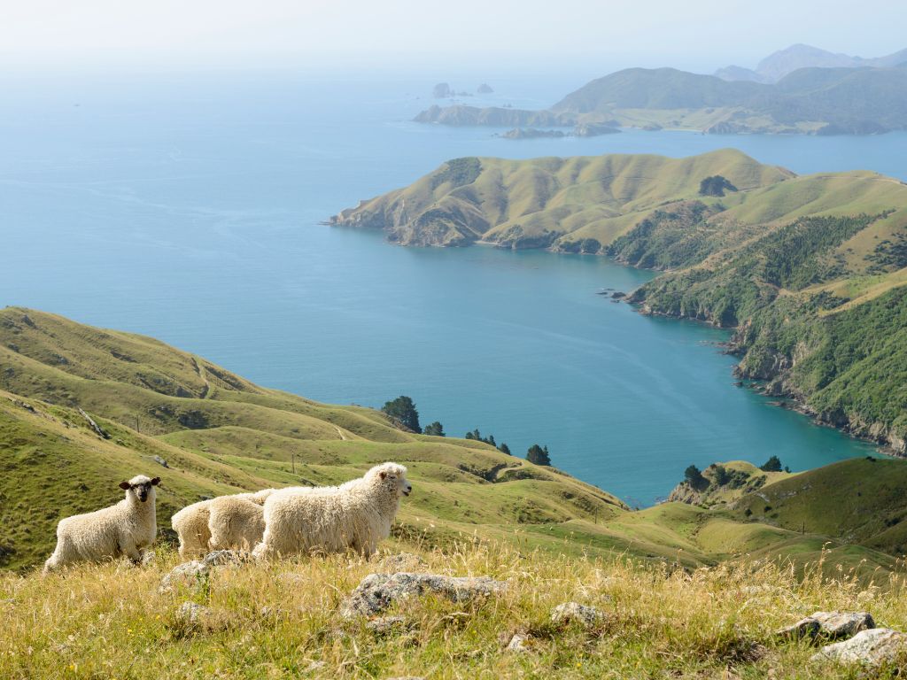 New Zealand coast with sheep