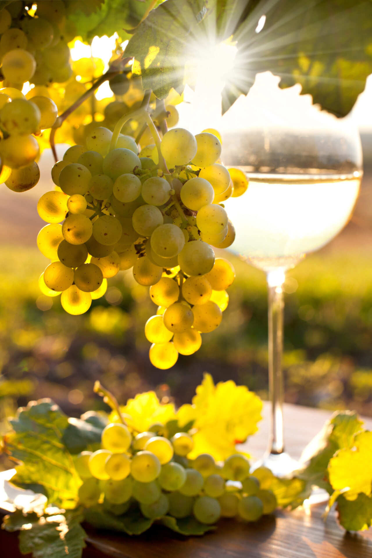 New Zealand Sauvignon Blanc in a white wine glass with grapes