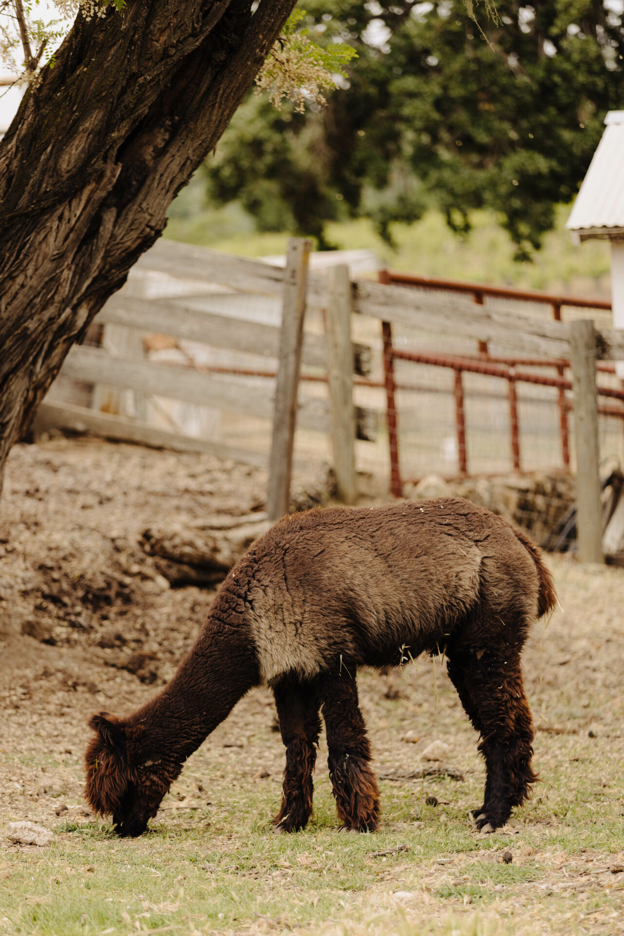 Alpaca at Oso Libre winery