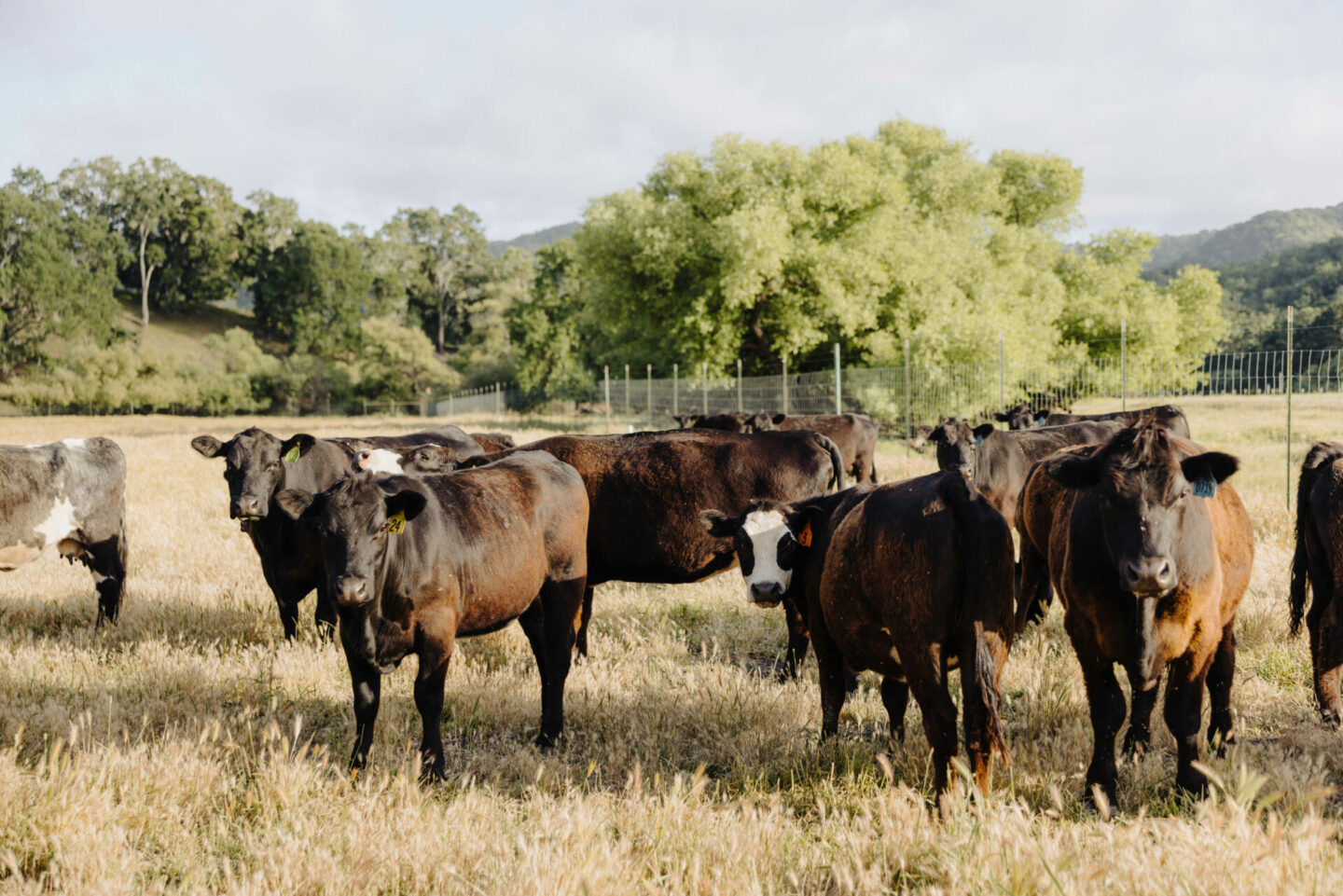 Oso Libre cattle SIP Certified