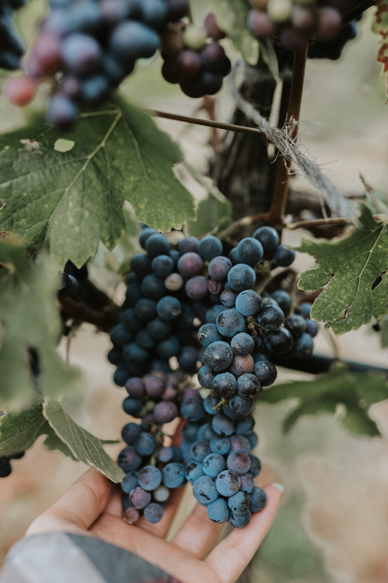 Pinot Noir Grapes opn the vine