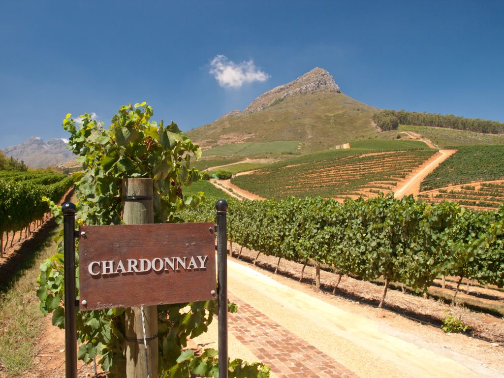 Chardonnay vineyard