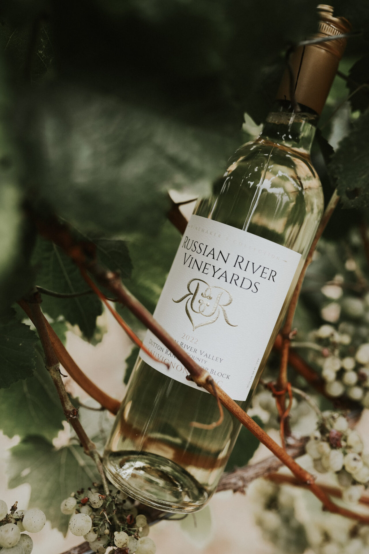 A bottle of Chardonnay in a vine with grapes in the background