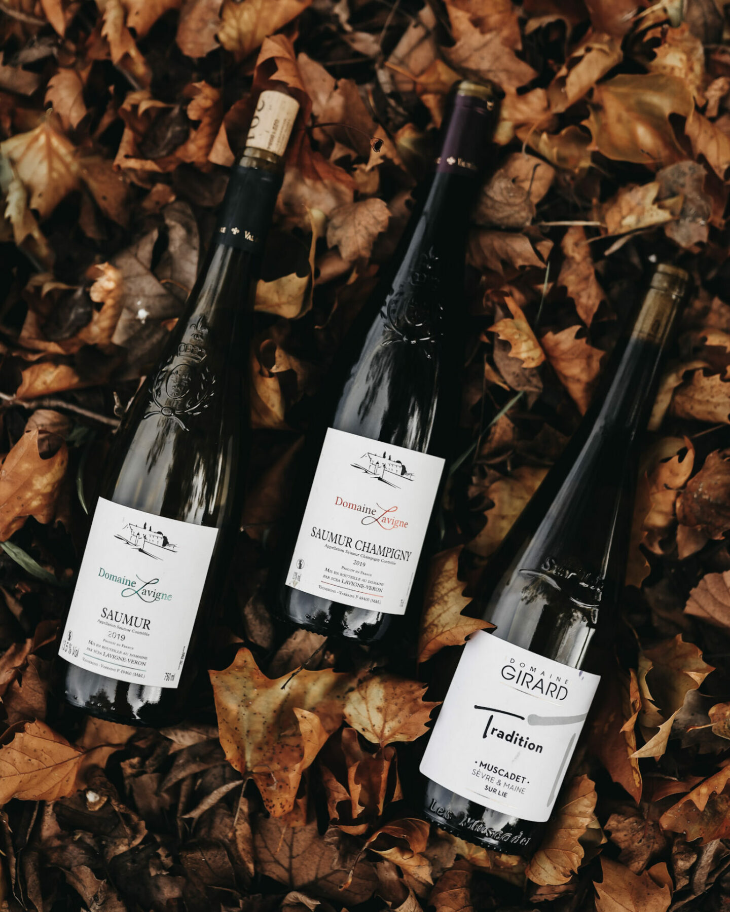 Three bottles of red wine on autumn leaves