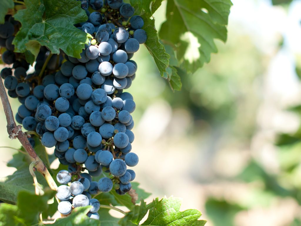 Merlot grapes