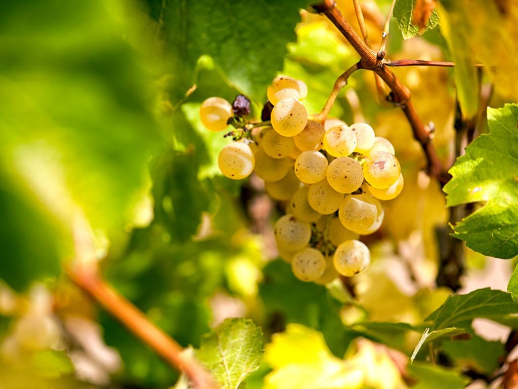 Champagne grapes