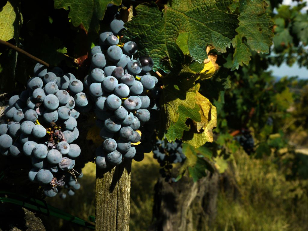 super tuscan wine grapes