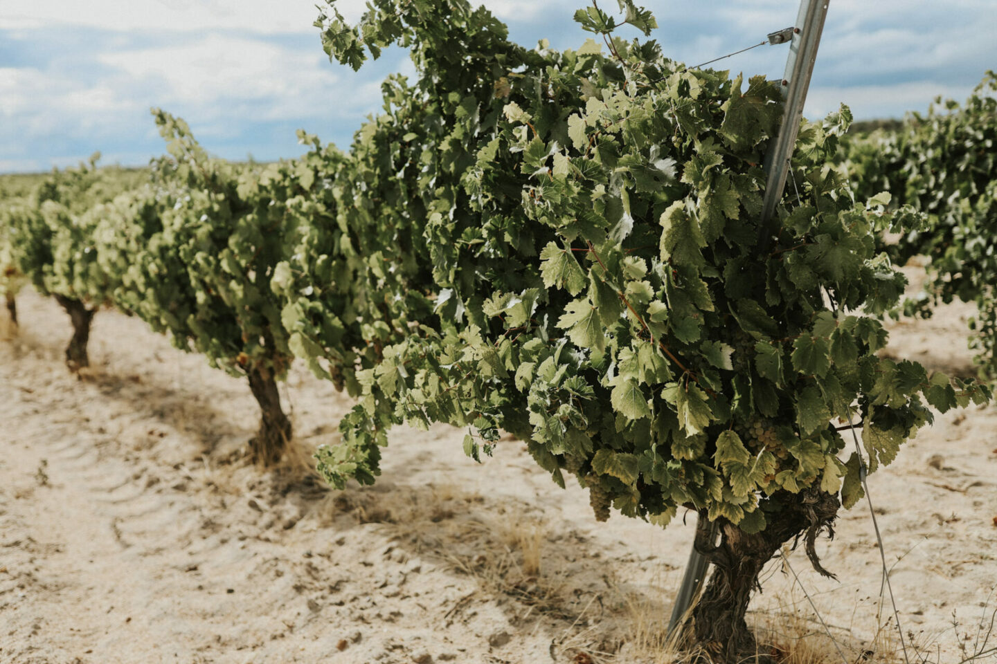 Tempranillo vines in Ribera del Duero