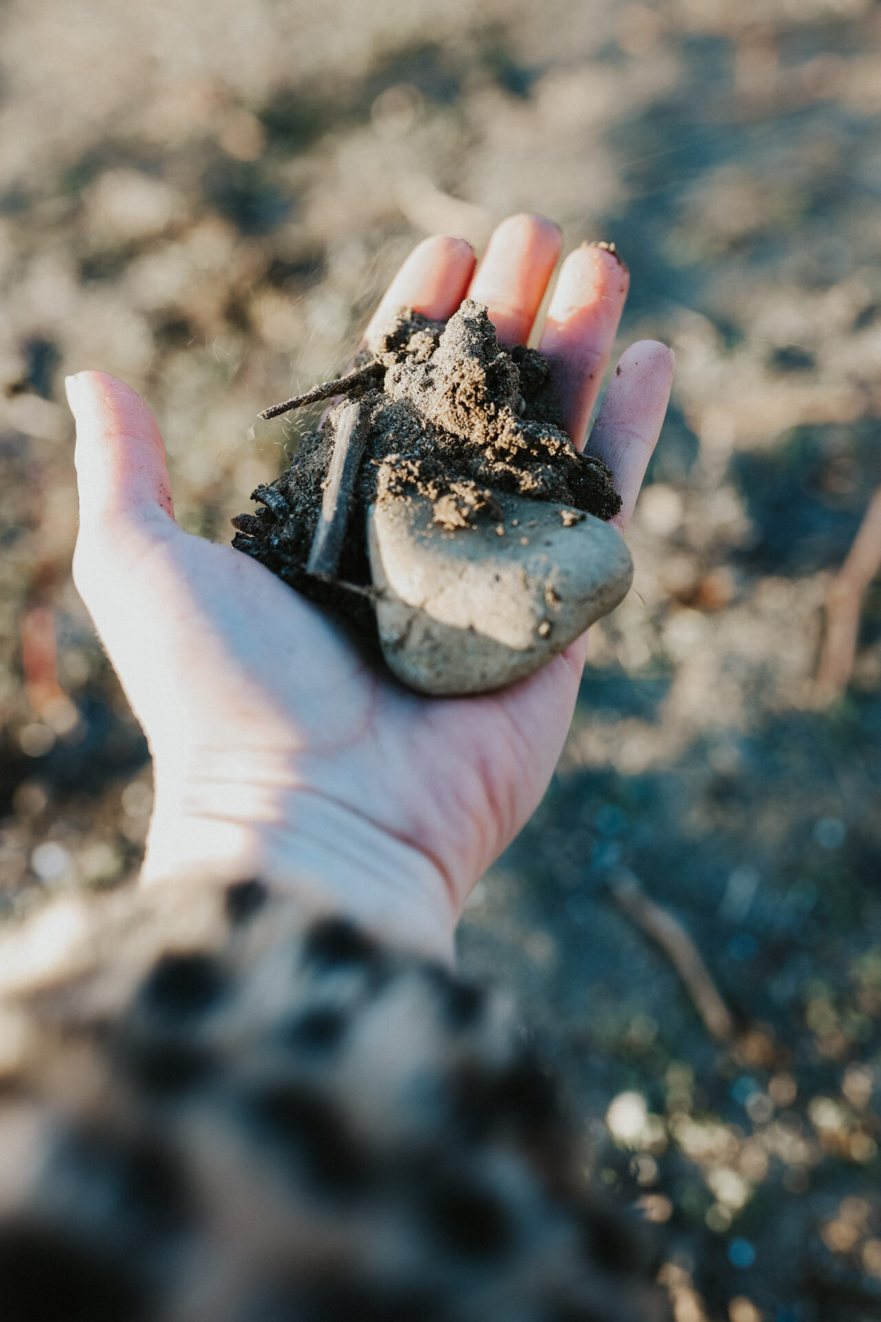 Rocky Pond Vineyard Dirt in a hand