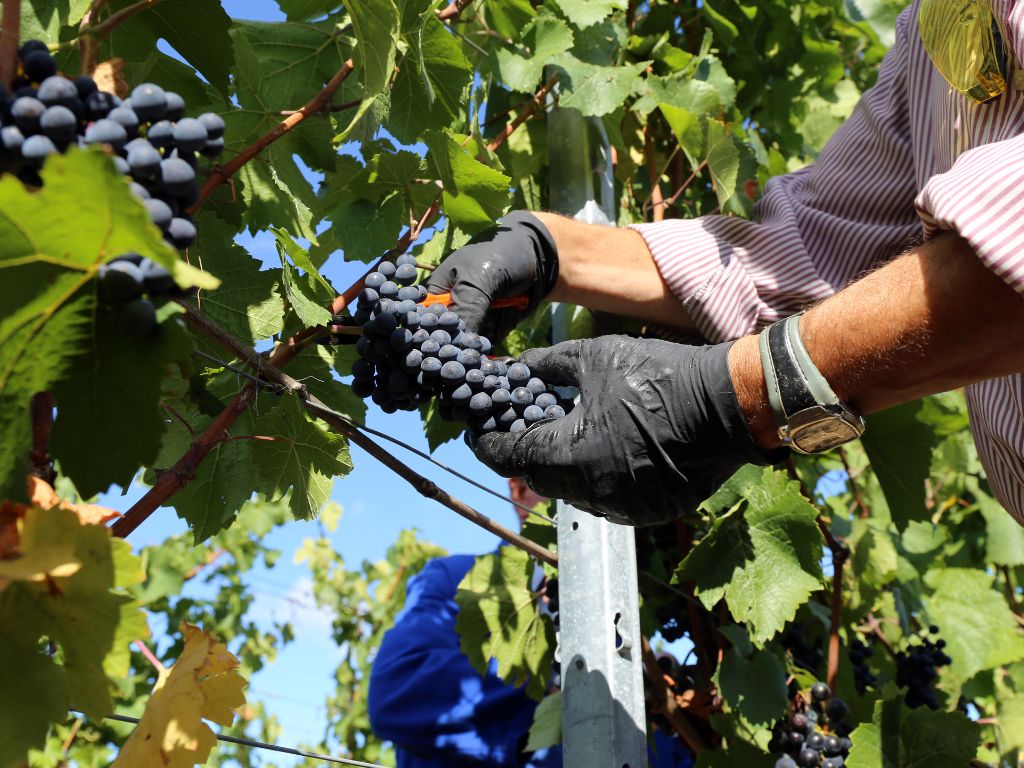 Spätburgunder grapes in a vineyard with hands