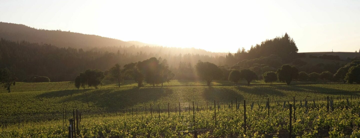 vineyard at sunset