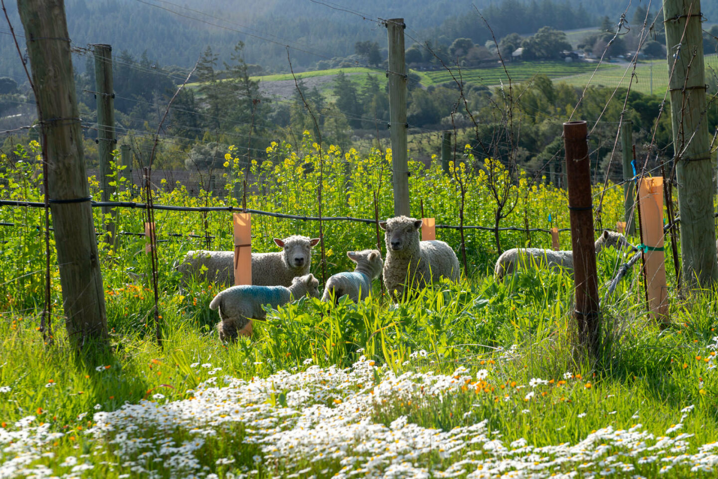 Sheep in a vineyard