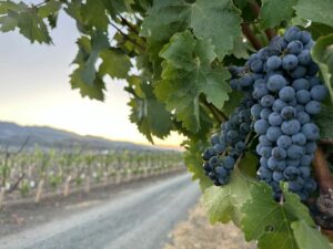 Wine Sweetness Charts: A Guide for Wine Sweetness - Wine with Paige