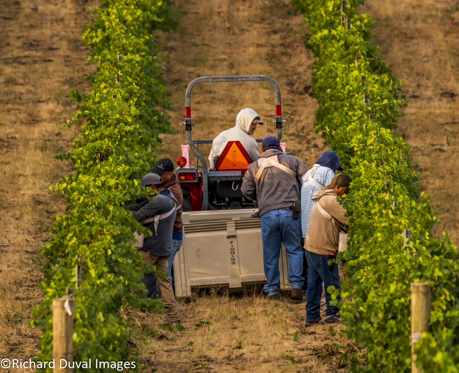 Wine grape Harvest workers in Walla walla, Washington