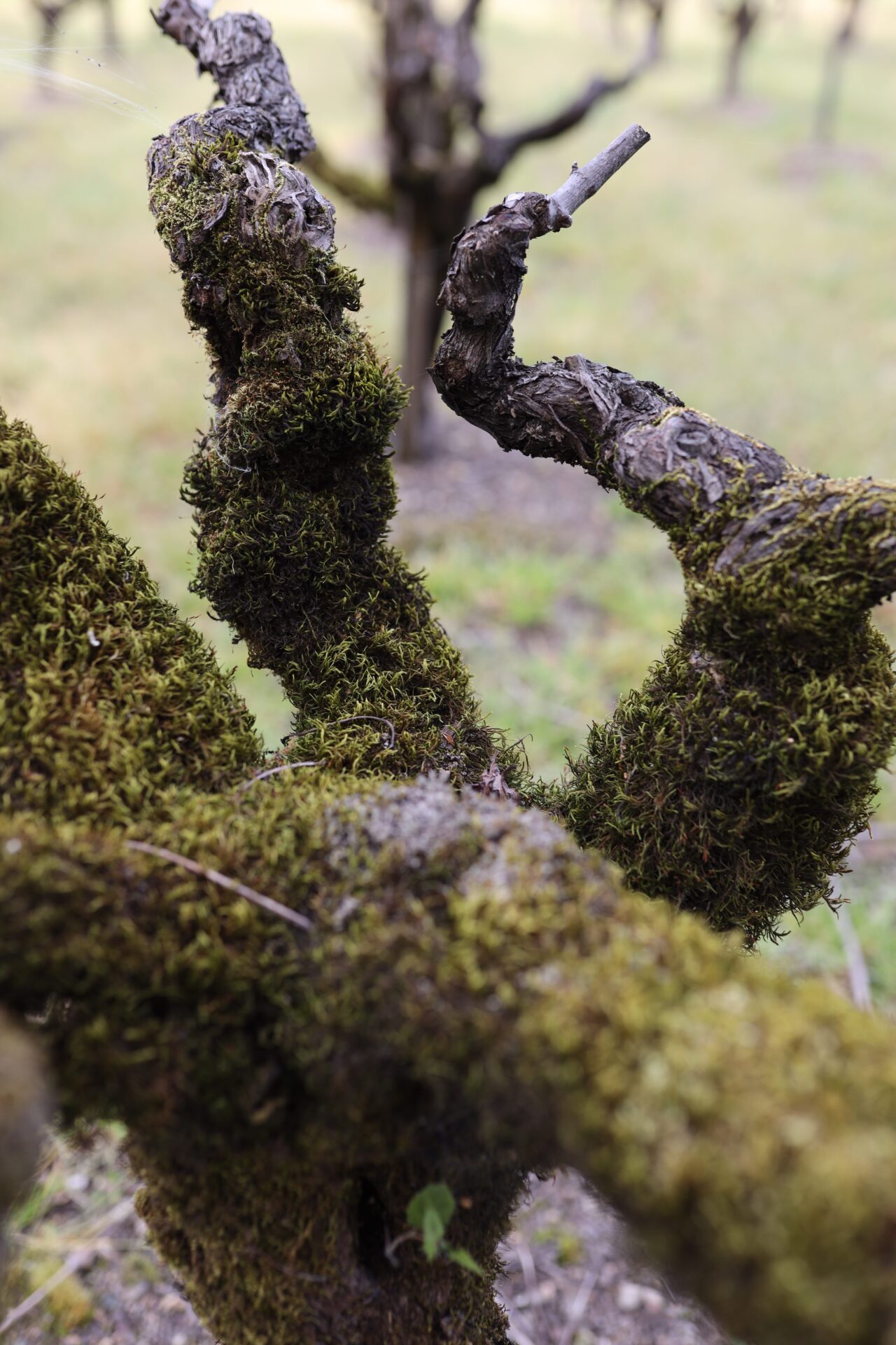 100 Year old Zinfandel Vines