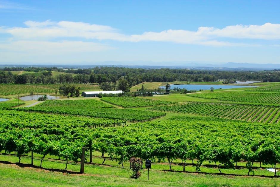 Rolling vineyard rows in Victoria's Yarra Valley wine region