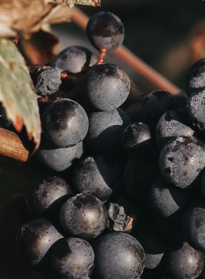 Gamay Noir grapes