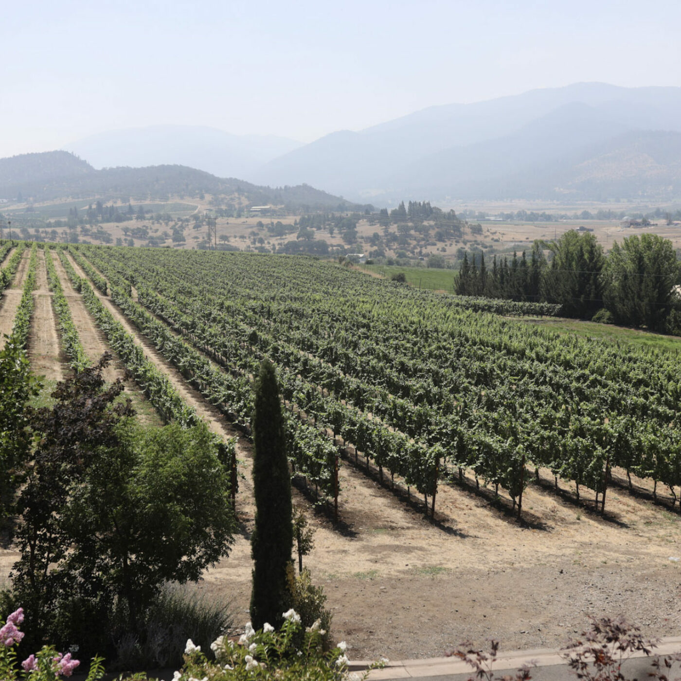 Southern Oregon wineries and vineyards - Rogue Valley wineries outside Ashland