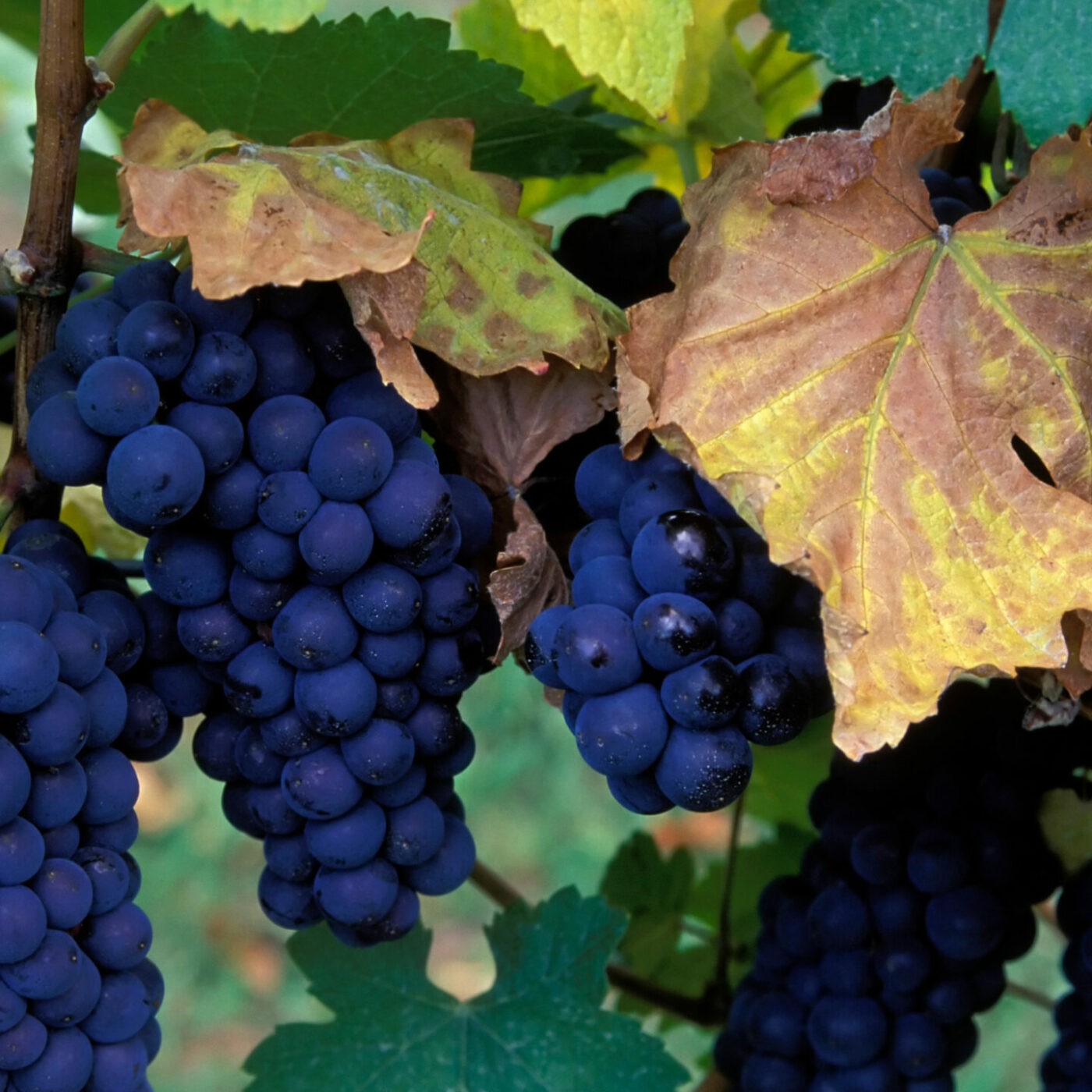 Pinot Noir Vines in Umpqua Valley