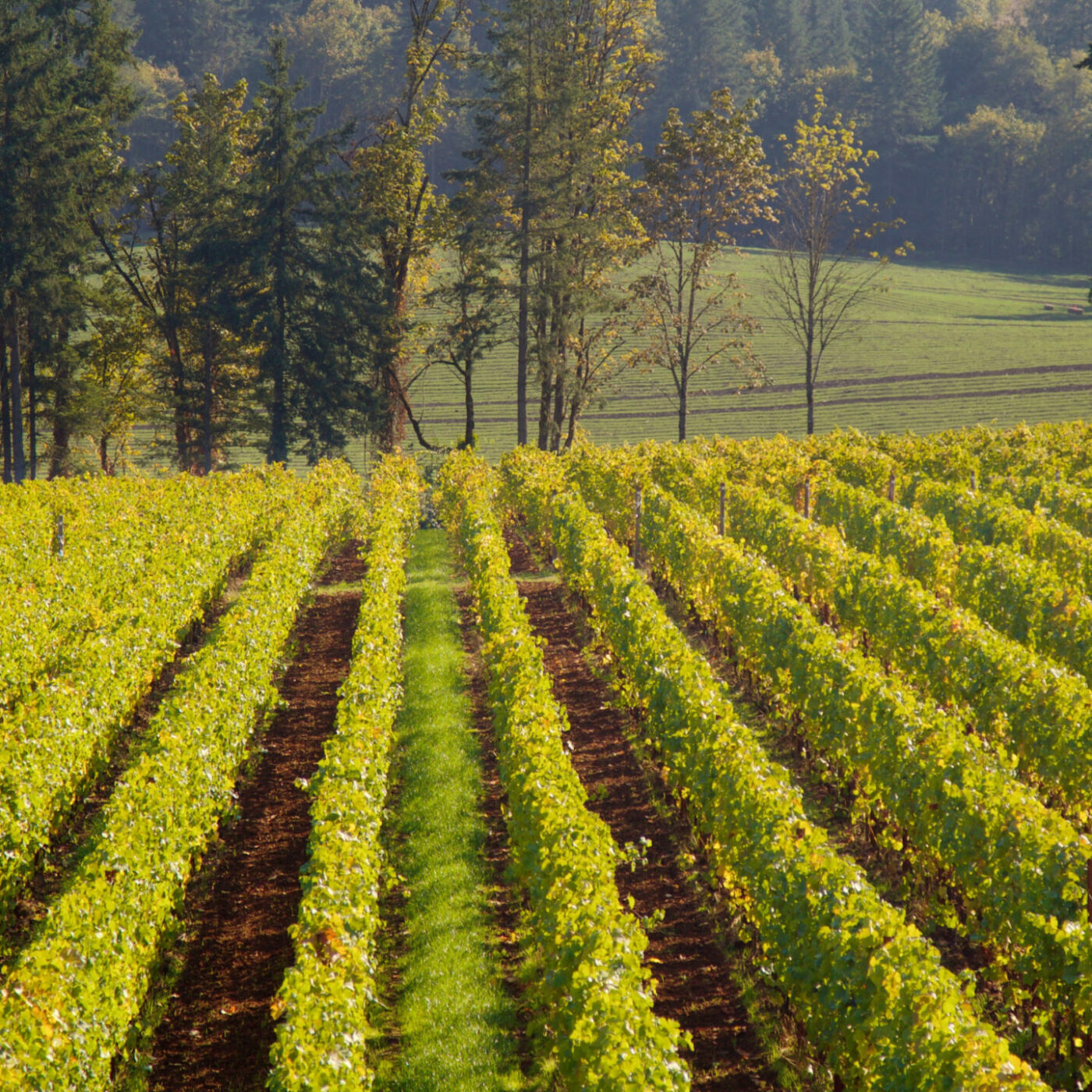 Willamette Valley Vineyards Oregon wine country